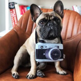 New Pet Products 2020 Pet Plush Toy Dog Camera Photo Props For Pet gmtpet.net