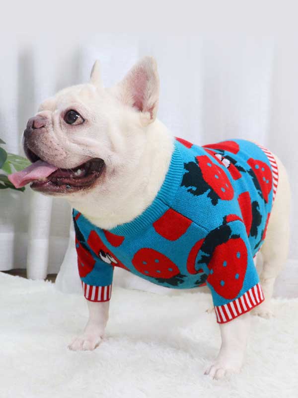 New autumn and winter dog clothes bulldog sweater strawberry cartoon short body fat dog method fighting autumn sweater 107-222041 gmtpet.net