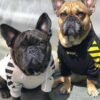 Luxury Pet Clothes Warm Hoodie Custom Fashion Winter Designers Dog Clothes 06-1396